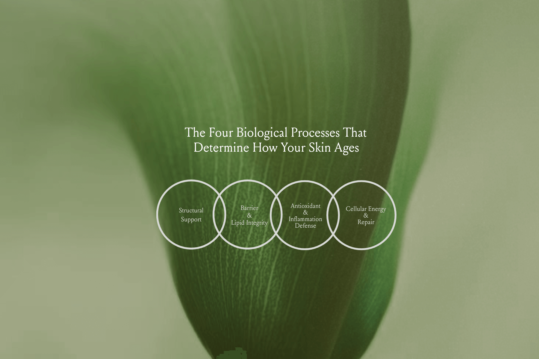 Text overlay on a green leaf background about biological processes affecting skin aging.