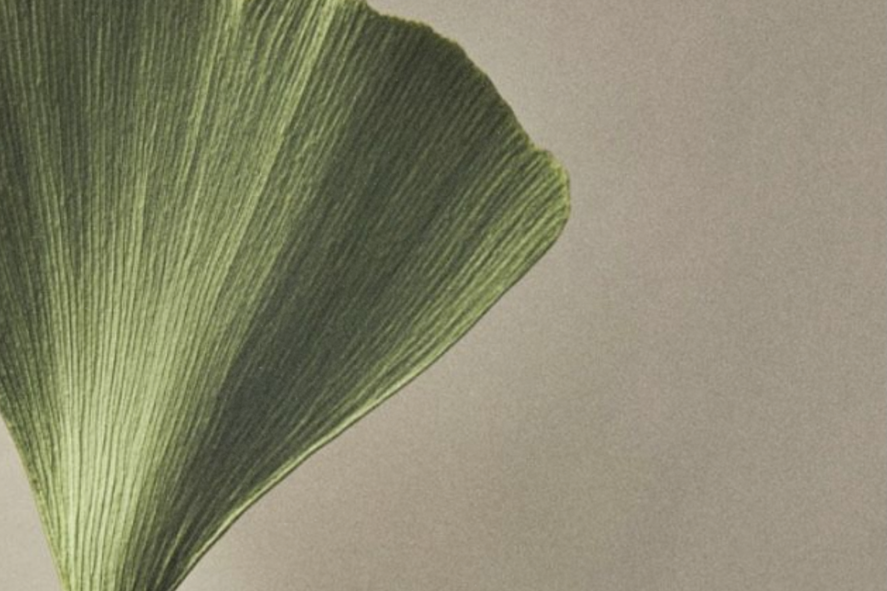 Close-up of a single green ginkgo leaf on a soft beige background